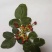 开心果树