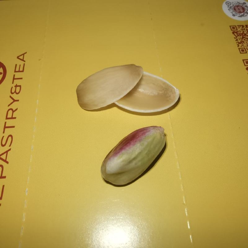 开心果树