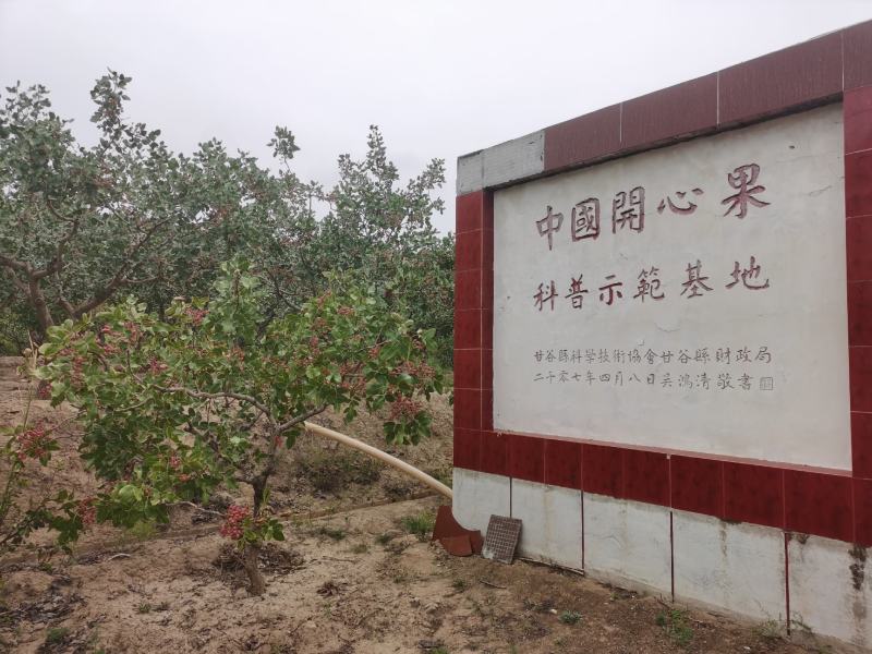 开心果树