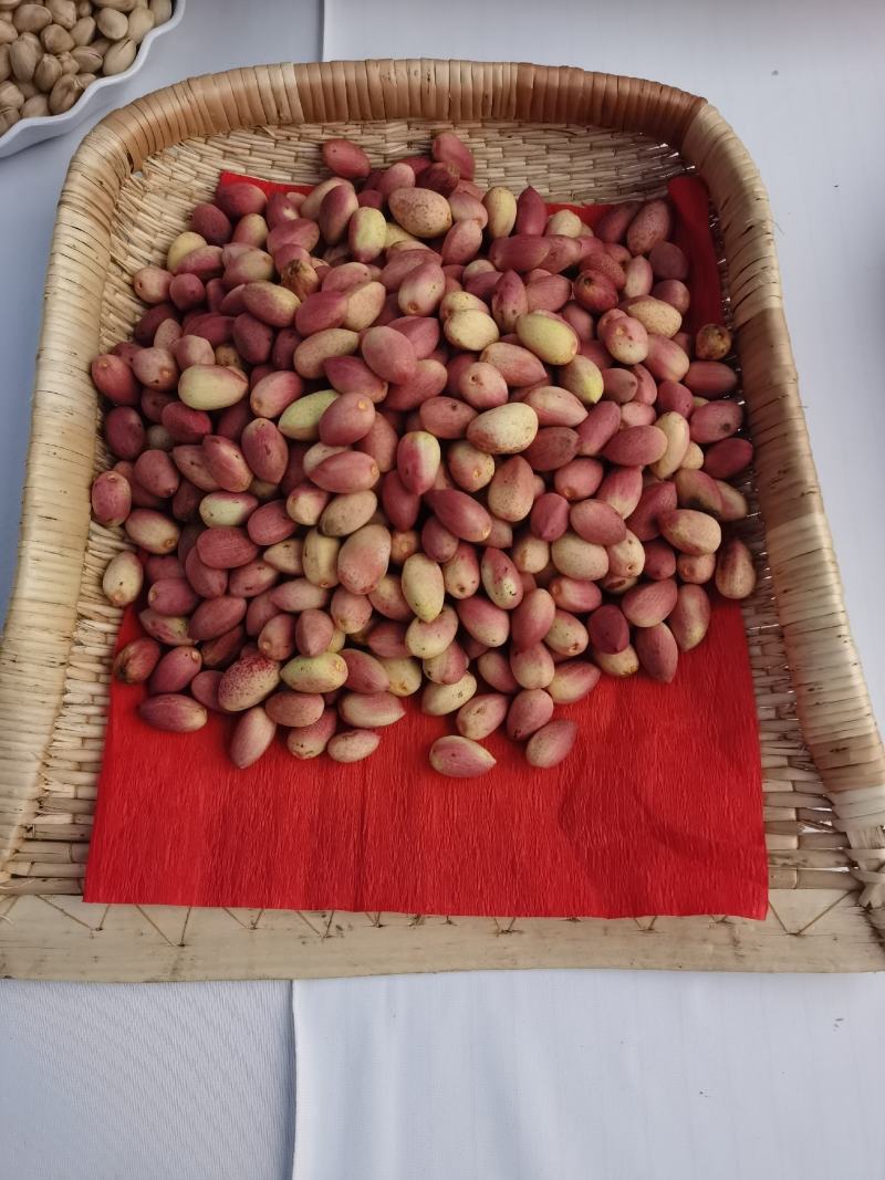 开心果树