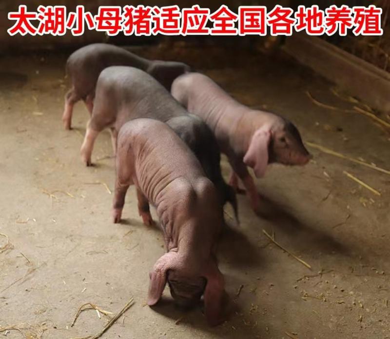 太湖母猪产量多养殖厂直发无中间商挣差价包送到家