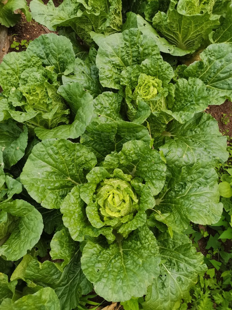 黄心大白菜