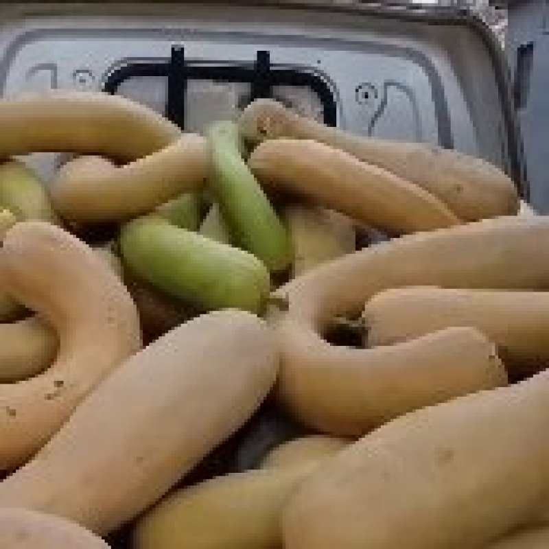 南瓜