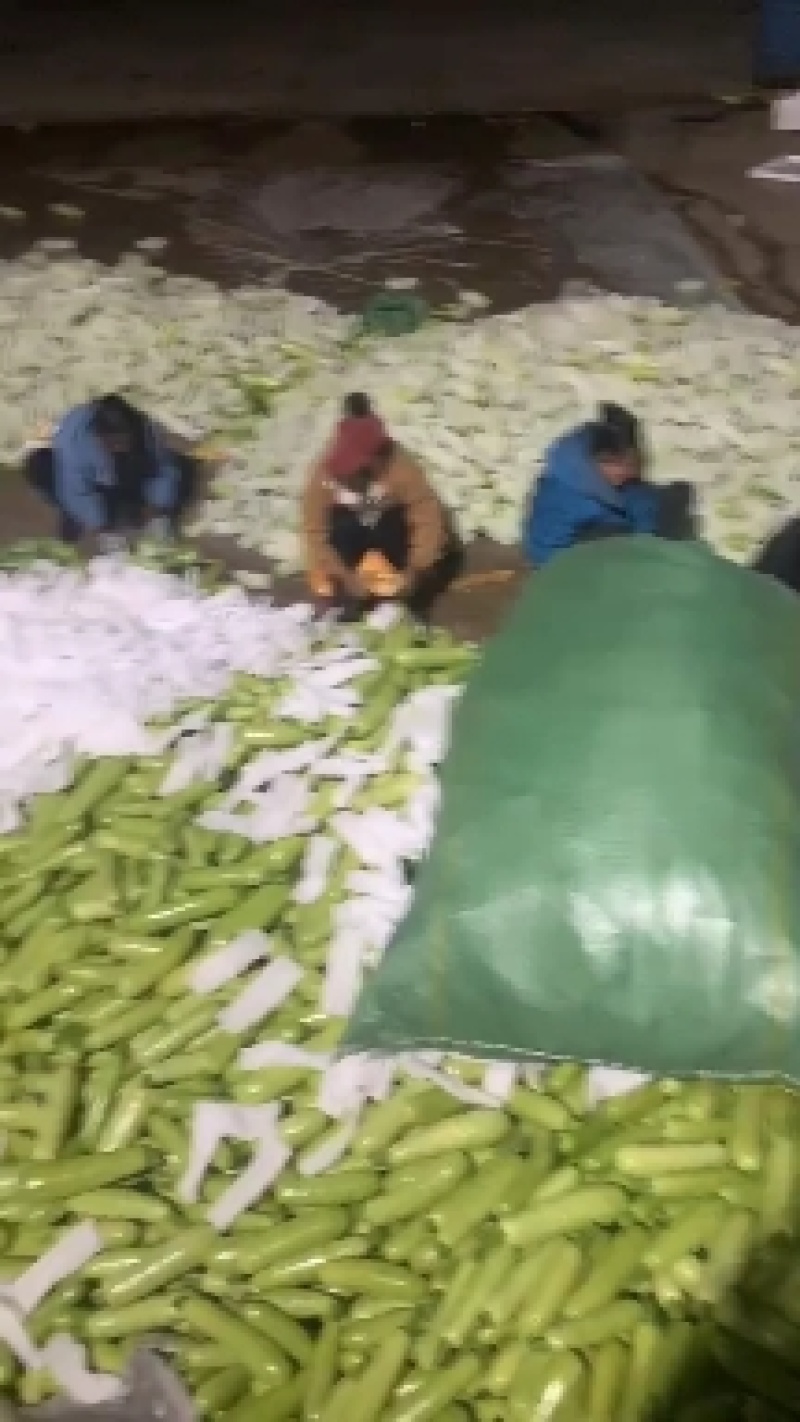【甄选】精品西葫芦产地大量上价格美丽可视频看货欢迎