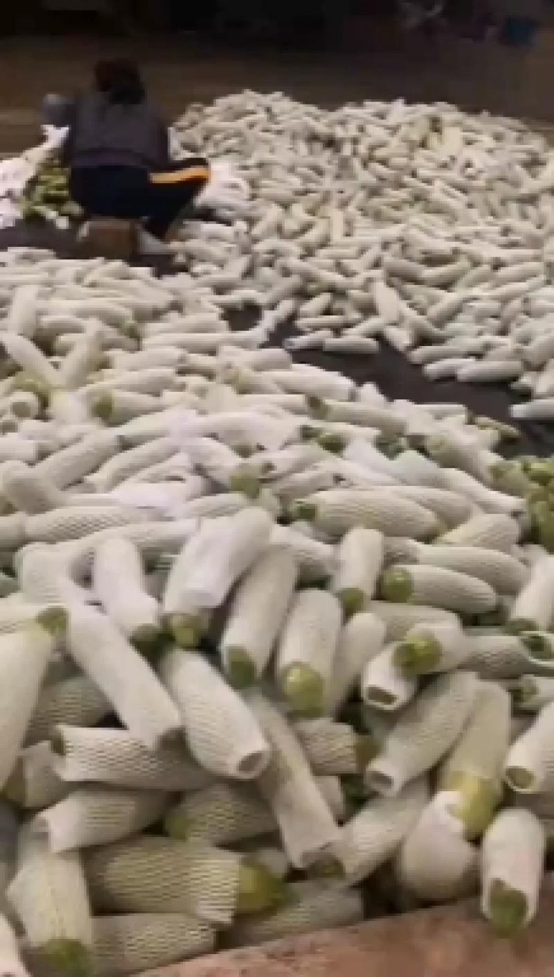 【甄选】精品西葫芦产地大量上价格美丽可视频看货欢迎