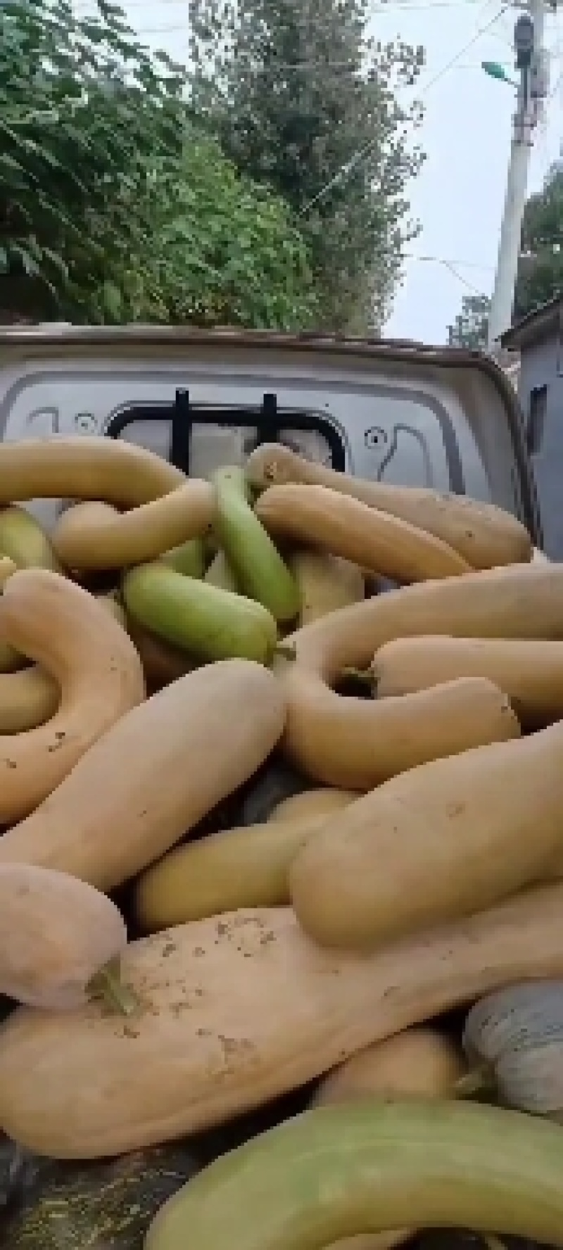 南瓜