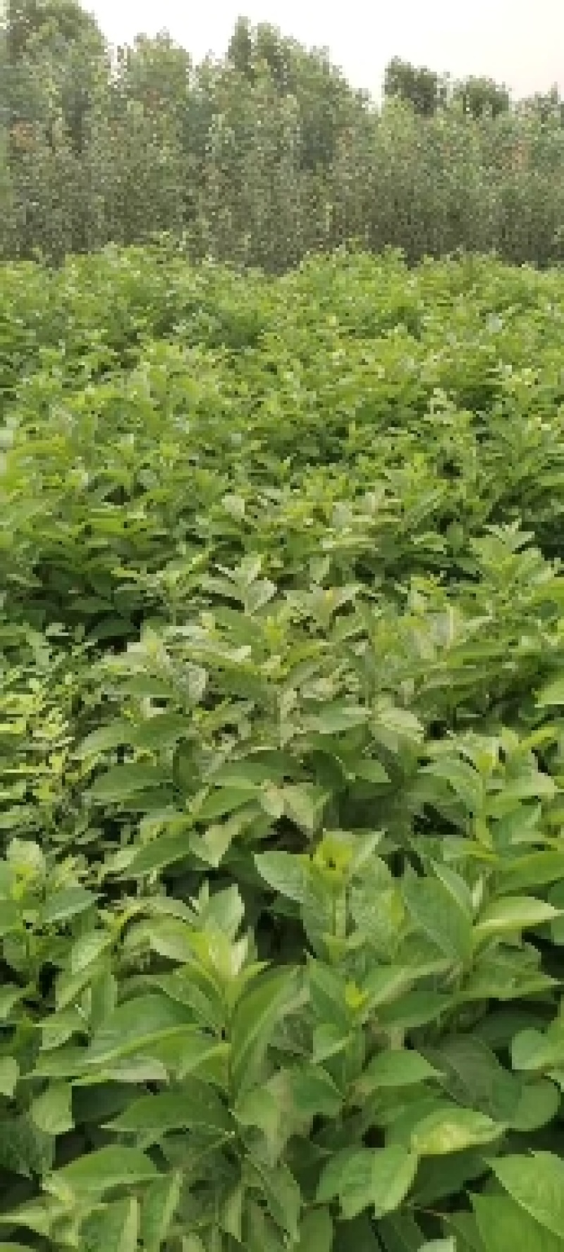 野柿子树学名君迁子，软枣苗，果可食用亦可做砧木用不包邮