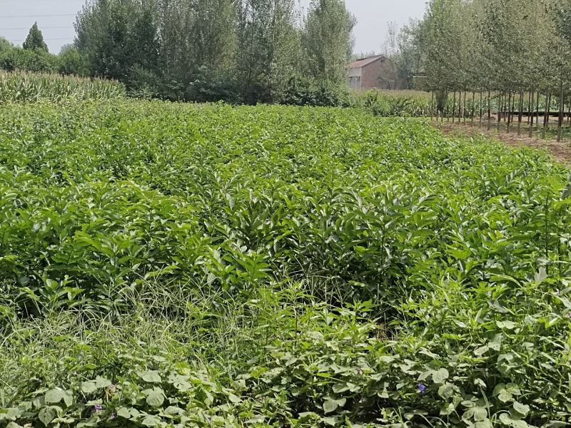 野柿子树学名君迁子，软枣苗，果可食用亦可做砧木用不包邮