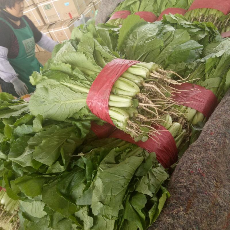 【牛商推荐】优质小白菜基地直发可供商超市场
