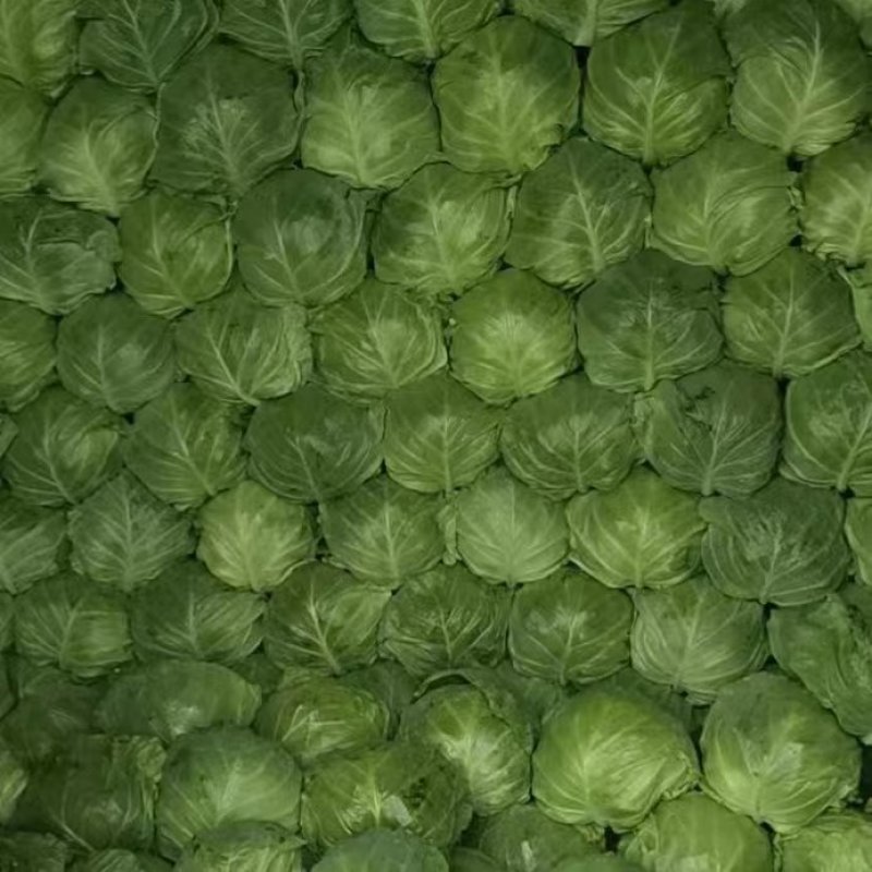 菏泽蔬菜基地万亩甘蓝上市现拔现发蔬菜新鲜欢迎联系