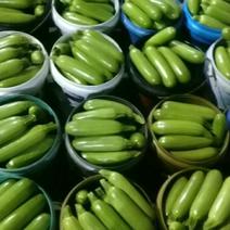 青州绿皮西葫芦大量现货落价了客户入手的时候到了