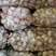山东紫皮优质蒜种，白皮，电商代发。产地大量批发