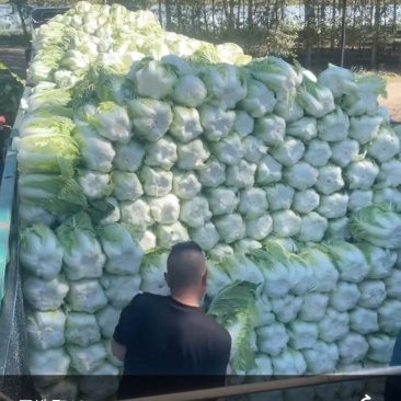 精品白菜大量上市