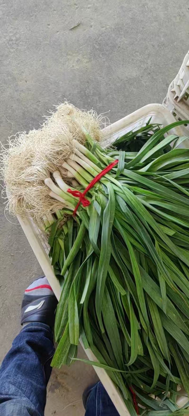 优质水洗大蒜大量供应中，欢迎新老客户前来选购！！