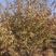 绿化苗木出售：油松樟子松云杉白桦，五角枫蒙古栎，暴马丁香
