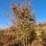 绿化苗木出售：油松樟子松云杉白桦，五角枫蒙古栎，暴马丁香