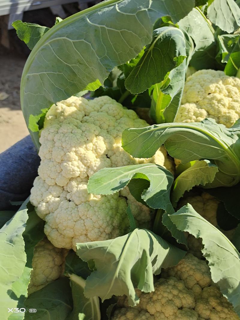 花菜大量上市中，一首货源，欢迎客户前来订购。