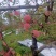 陕西高山红富士苹果