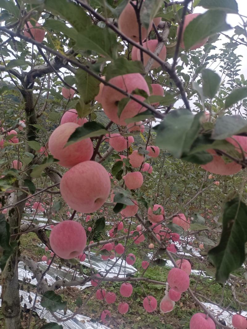 陕西高山红富士苹果