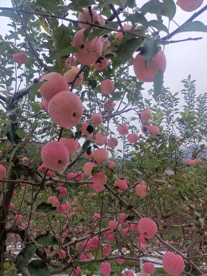 陕西高山红富士苹果