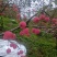 陕西高山红富士苹果