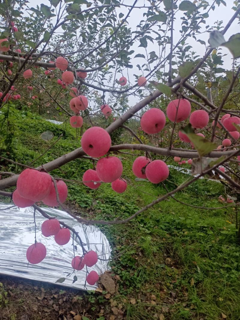 陕西高山红富士苹果