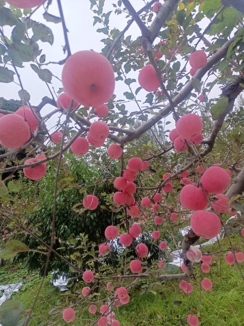 陕西高山红富士苹果