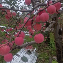 陕西高山红富士苹果