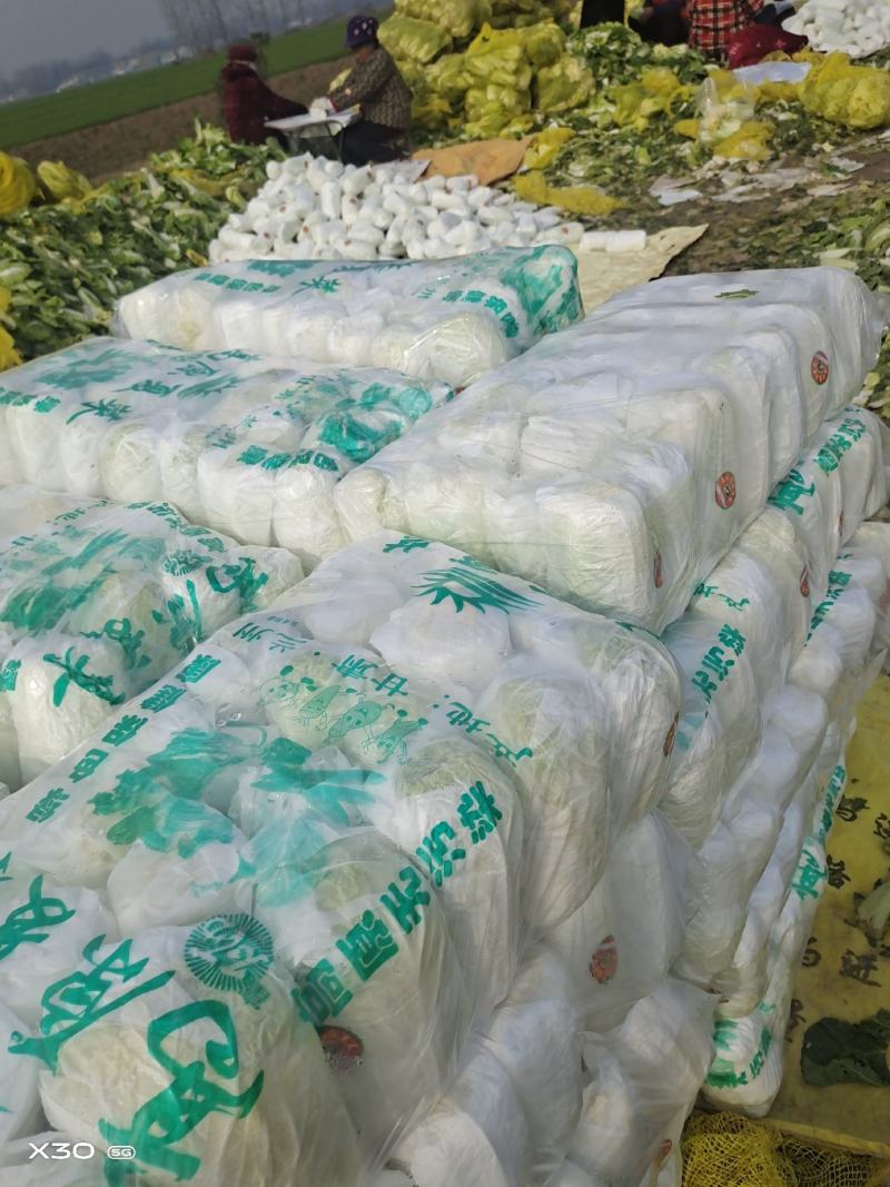淮阳娃娃菜大量上市，论斤论颗都可，入库电商发市场商超