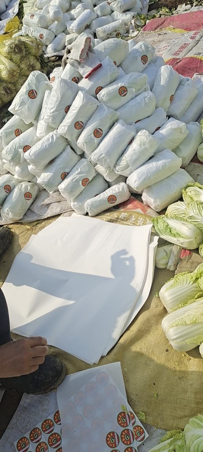 淮阳娃娃菜大量上市，论斤论颗都可，入库电商发市场商超
