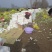 淮阳娃娃菜大量上市，论斤论颗都可，入库电商发市场商超