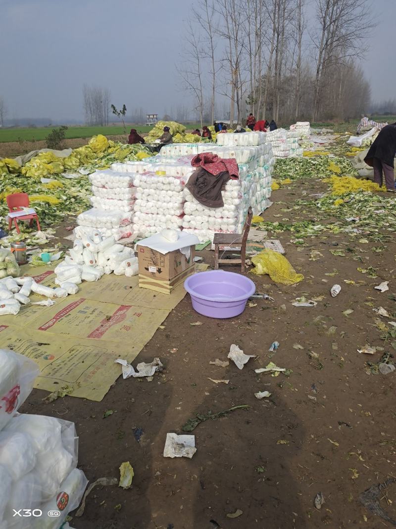 淮阳娃娃菜大量上市，论斤论颗都可，入库电商发市场商超