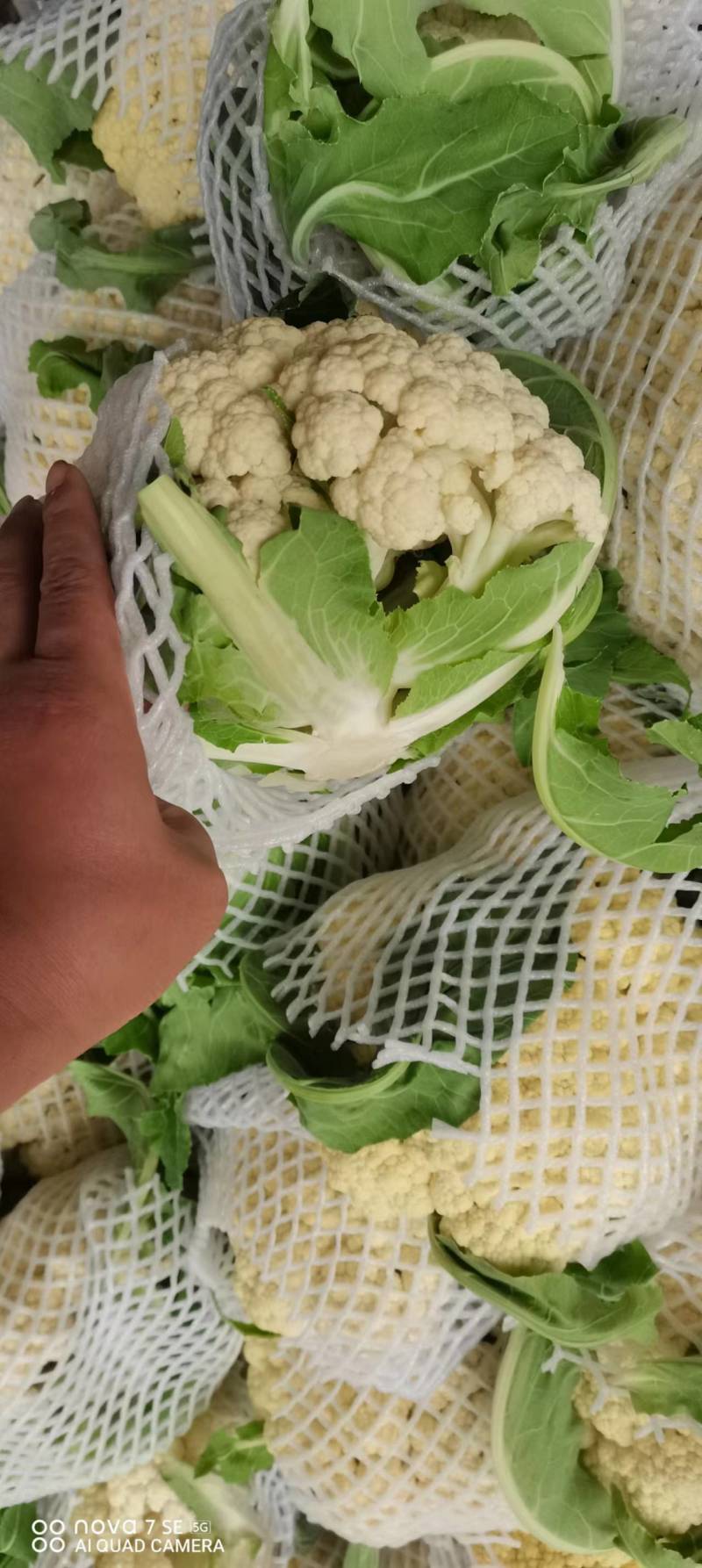 河南精品有机花菜，白面青梗，产地直发一手货源，欢迎联系
