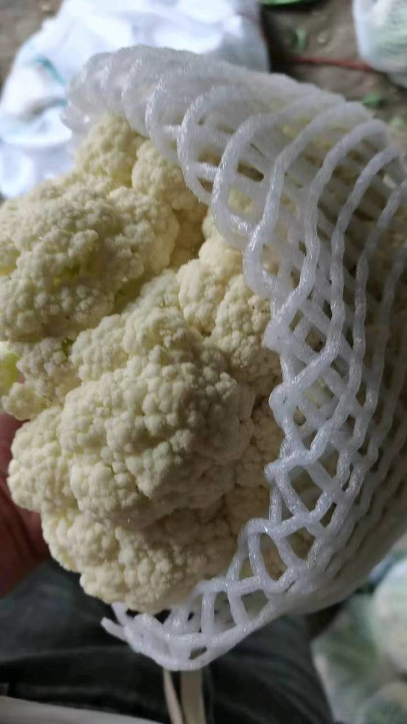 河南精品有机花菜，白面青梗，产地直发一手货源，欢迎联系