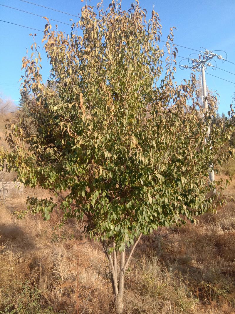 精品绿化苗木出售:油松云杉，五角枫蒙古栎，山荆子暴马丁香