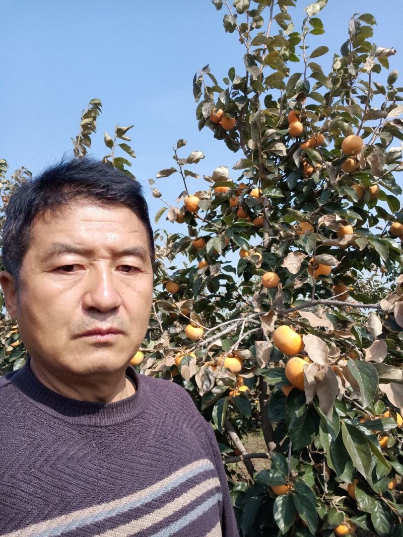 阳丰甜柿子，已大量上市个大，色靚脆，甜上口，要的客商请联
