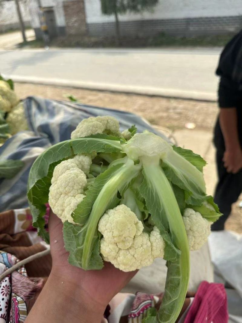 精品菜花，有机菜花白面，青梗，单棵2斤左右