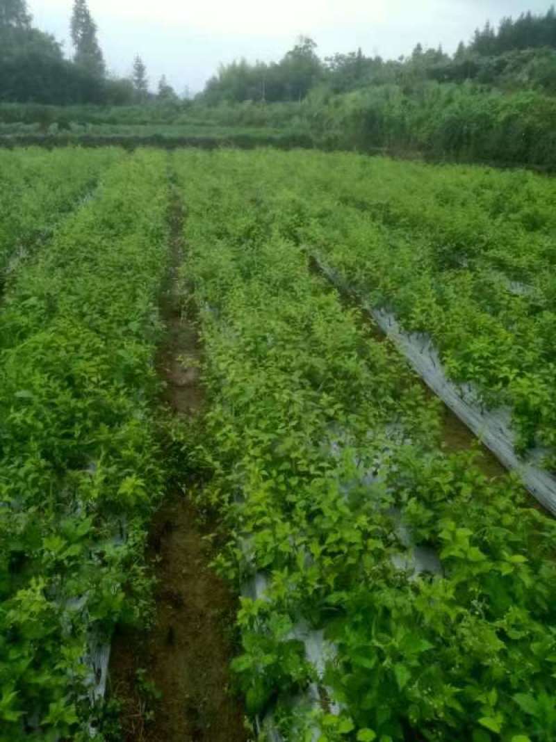 对萼水杨桃实生苗，基地一手货源，诚信经营质量保证欢迎来电