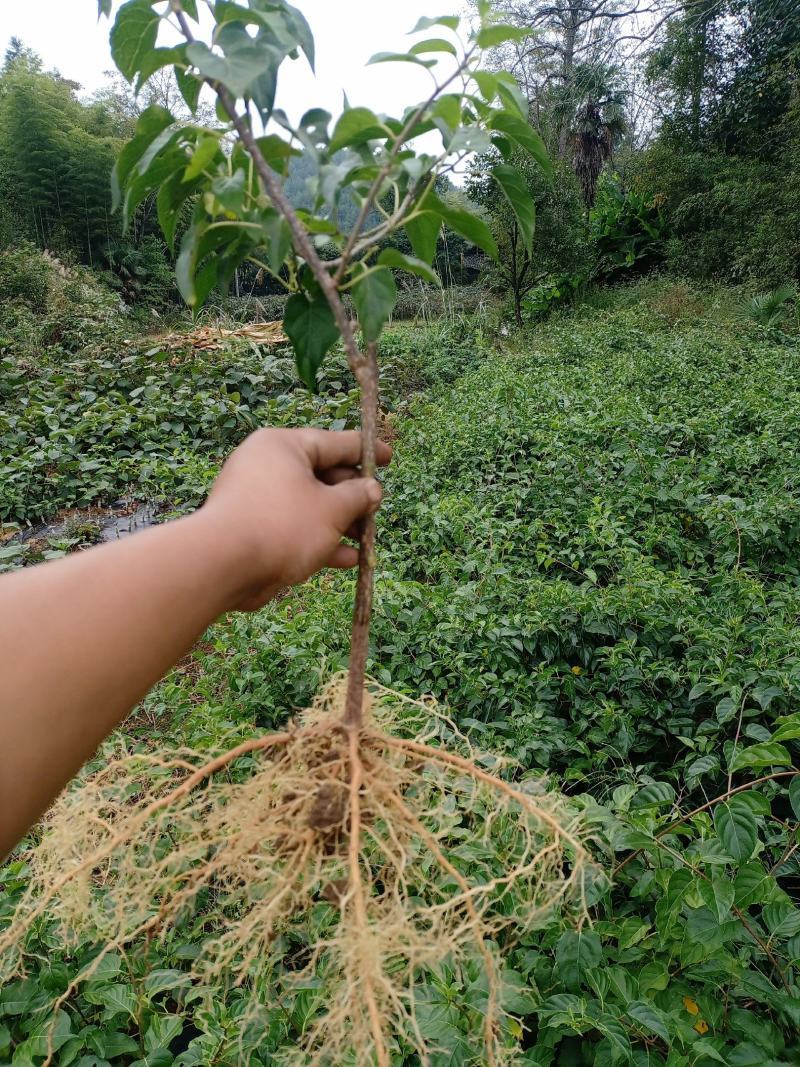 对萼水杨桃实生苗，基地一手货源，诚信经营质量保证欢迎来电