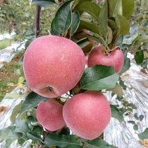 昭通红将军苹果2001苹果苹果代收代办