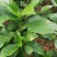 大驳骨野生草药接骨木