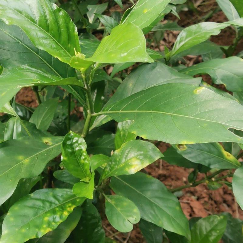 大驳骨野生草药接骨木