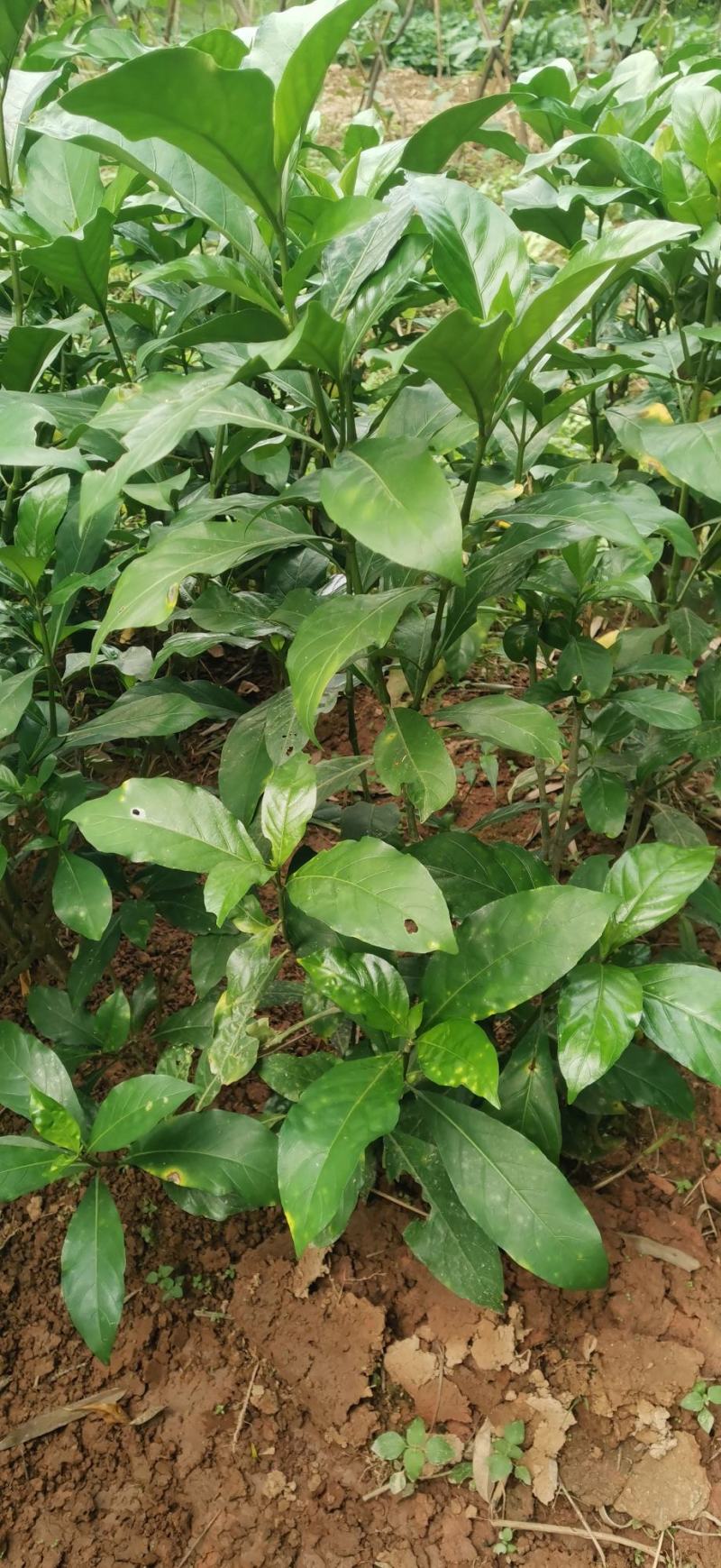 大驳骨野生草药接骨木