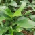 大驳骨野生草药接骨木