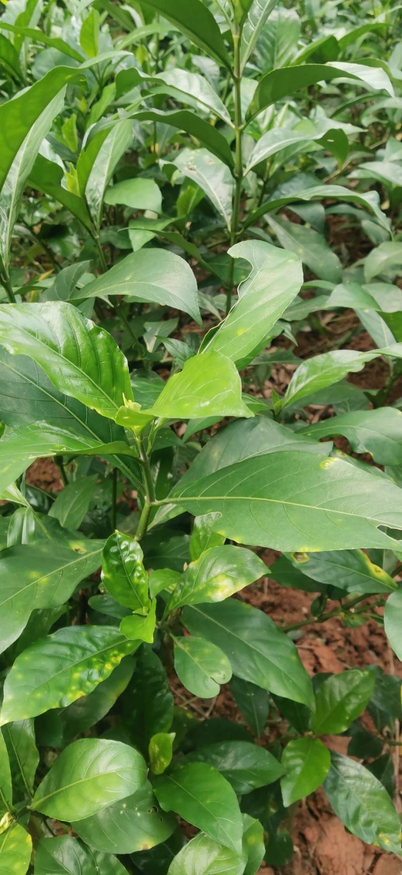 大驳骨野生草药接骨木