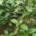 大驳骨野生草药接骨木