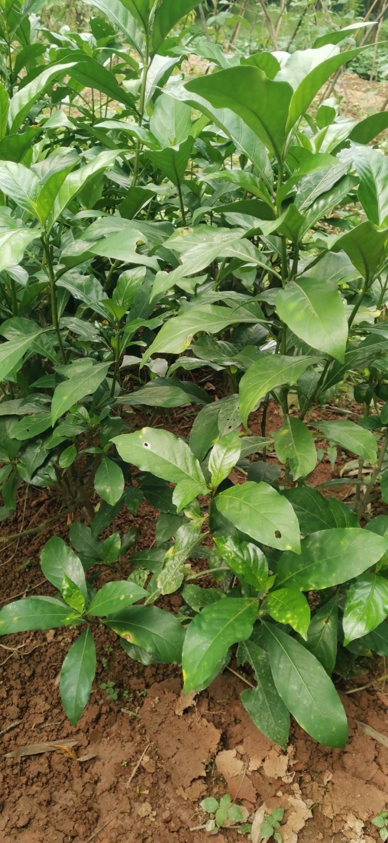 大驳骨野生草药接骨木