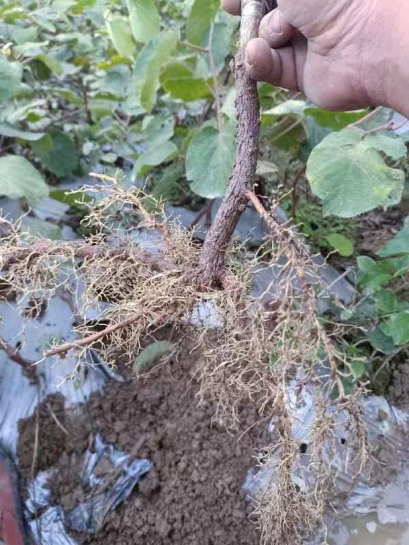 对萼水杨桃嫁接的翠香猕猴桃苗，基地货源，量大从优欢迎来电