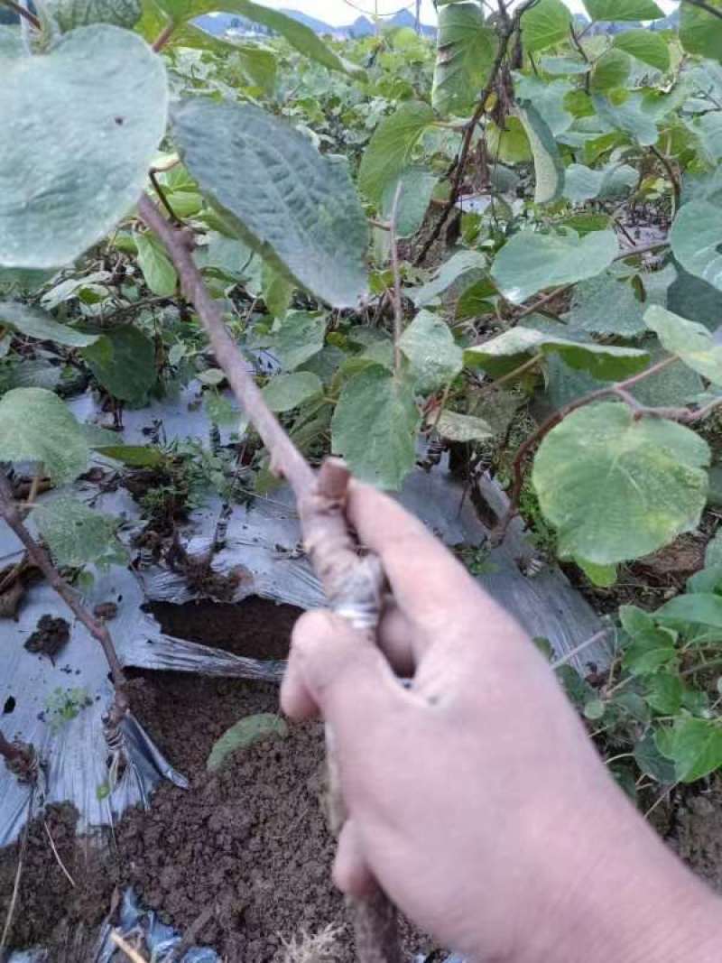 对萼水杨桃嫁接的翠香猕猴桃苗，基地货源，量大从优欢迎来电
