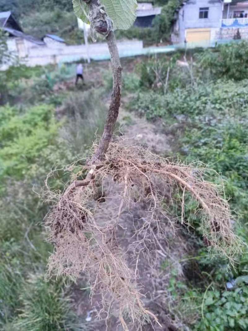 对萼水杨桃嫁接的翠香猕猴桃苗，基地货源，量大从优欢迎来电